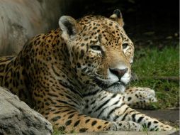 En México existen un aproximado de cuatro mil ejemplaes de jaguar (Panthera onça). EFE / ARCHIVO