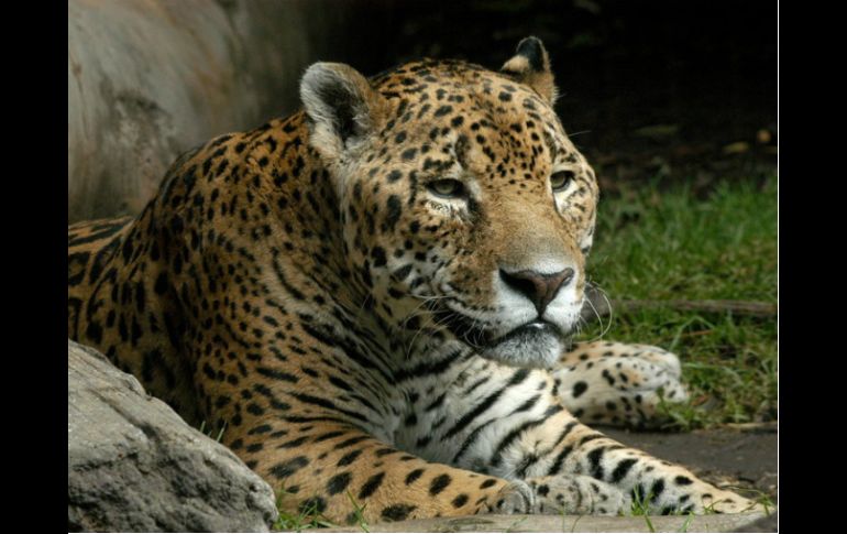 En México existen un aproximado de cuatro mil ejemplaes de jaguar (Panthera onça). EFE / ARCHIVO