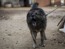 Medo, el perro no podrá ladrar desde las 8 de la noches hasta las 8 de la mañana. AP / D. Bandic