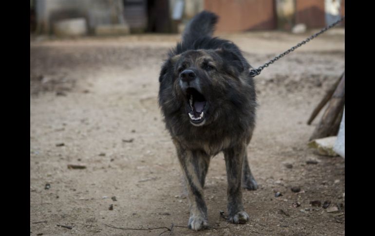 Medo, el perro no podrá ladrar desde las 8 de la noches hasta las 8 de la mañana. AP / D. Bandic