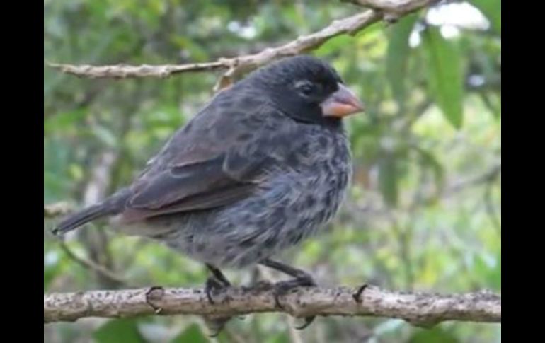 La diversidad fenotípica más sorprendente entre los pinzones de Darwin es la variación de tamaño y forma de los picos. EL INFORMADOR / ARCHIVO