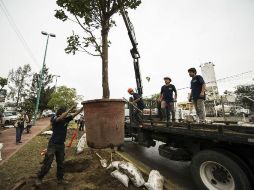 En el corredor de la Línea 3, se han retirado 245 árboles y han sido trasplantados 125. EL INFORMADOR / J. Mendoza