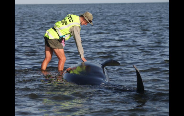 Trabajadores y voluntarios trabajaron durante todo el día para mantener regadas y cubiertas a las ballenas sobrevivientes. AP / T. Cuff