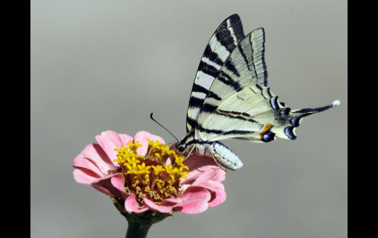 Además de apreciar a estos animales, se ofrecerán talleres y diversas actividades hasta el mes de abril. AP / ARCHIVO