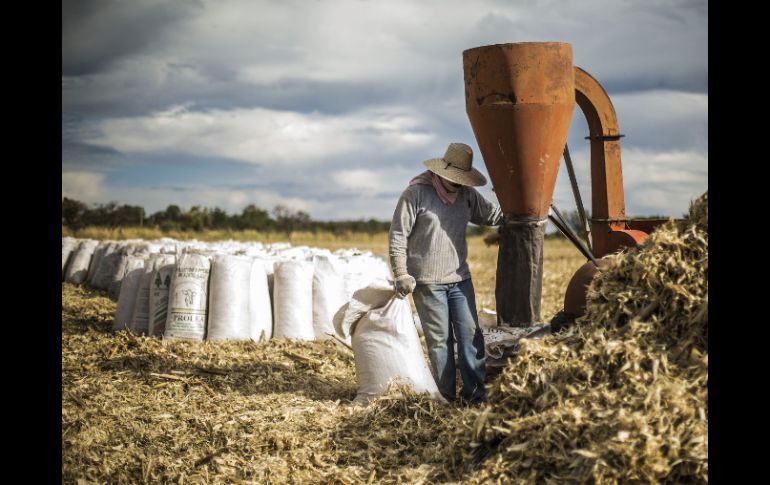 Los niveles de uso de la tierra y la productividad continuarán degradando el suelo. EL INFORMADOR / ARCHIVO