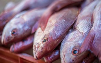 Cuáles son los beneficios de consumir pescado congelado? - Sanchez