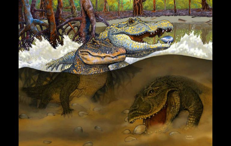 Ilustración del 'Kuttanacaiman iquitosensis' (izq.) 'Caiman wannlangstoni' (der.) y el' Gnatusuchus pebasensis'. ESPECIAL / www.sci-news.com