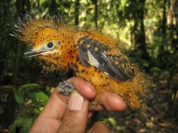 En situación de peligro, los polluelos muestran unos plumones que semejan a una oruga de la familia 'Megalopygidae'. EFE / ICESI