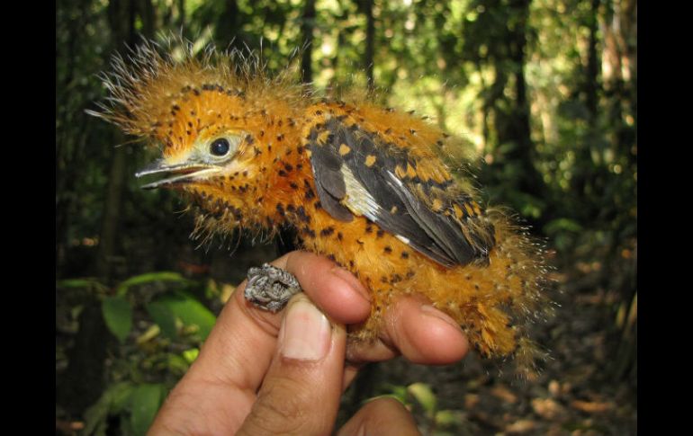 En situación de peligro, los polluelos muestran unos plumones que semejan a una oruga de la familia 'Megalopygidae'. EFE / ICESI