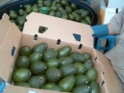 Se espera que para 2016 Jalisco aumente 60% sus exportaciones de aguacate. EL INFORMADOR / ARCHIVO