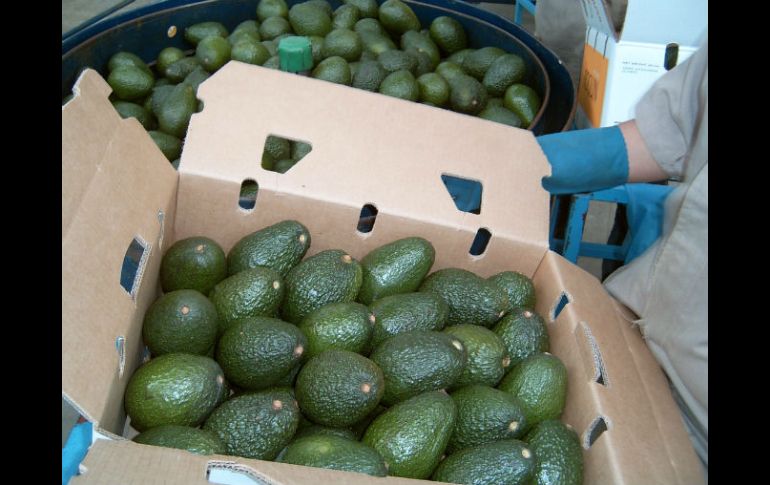 Se espera que para 2016 Jalisco aumente 60% sus exportaciones de aguacate. EL INFORMADOR / ARCHIVO