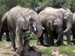 Efectivos del KWS han logrado devolver a la manada a la zona que habitaban. NTX / ARCHIVO