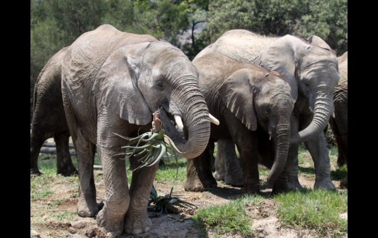 Efectivos del KWS han logrado devolver a la manada a la zona que habitaban. NTX / ARCHIVO