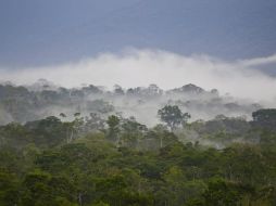 La siembra se da sobre todo en regiones casi en su totalidad selváticas y con una gran diversidad de fauna y flora. EFE / ARCHIVO