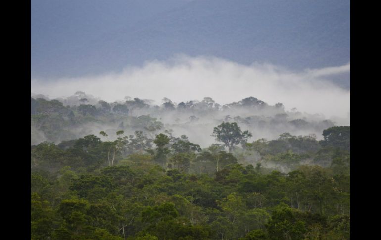 La siembra se da sobre todo en regiones casi en su totalidad selváticas y con una gran diversidad de fauna y flora. EFE / ARCHIVO