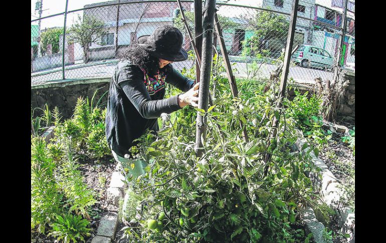 El Edén Orgánico. Está instalado en el Cecati 56 y se cultivan cerca de 20 hortalizas, plantas aromáticas y medicinales. EL INFORMADOR / A. Hernández