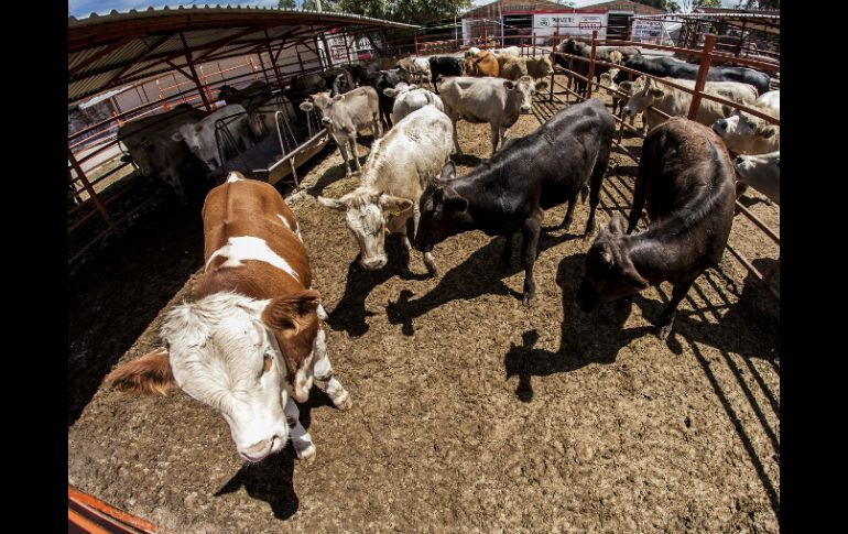 Los sectores que más se verían beneficiados serían el agropecuario, textil, calzado y minería. EL INFORMADOR / ARCHIVO