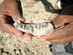 El maxilar fósil, el cual incluye cinco dientes, fue descubierto en partes una mañana por Chalachew Seyoum. TWITTER / @archeologymag