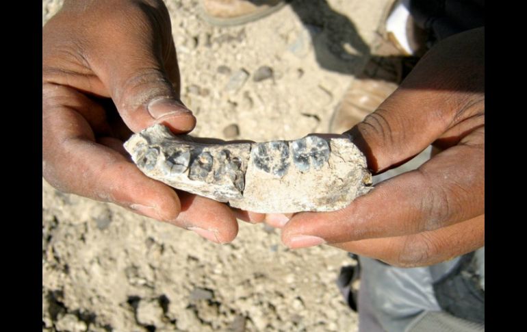 El maxilar fósil, el cual incluye cinco dientes, fue descubierto en partes una mañana por Chalachew Seyoum. TWITTER / @archeologymag