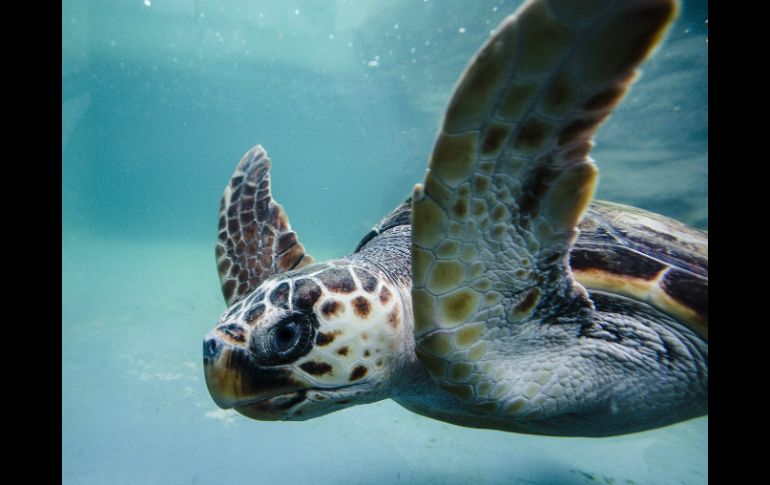 Existen 200 mil contabilizadas en el registro actual de la vida oceánica. EFE / ARCHIVO