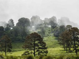 El 21 de marzo se conmemora el Día Forestal Mundial. EL INFORMADOR / ARCHIVO