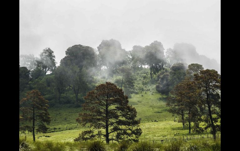 El 21 de marzo se conmemora el Día Forestal Mundial. EL INFORMADOR / ARCHIVO