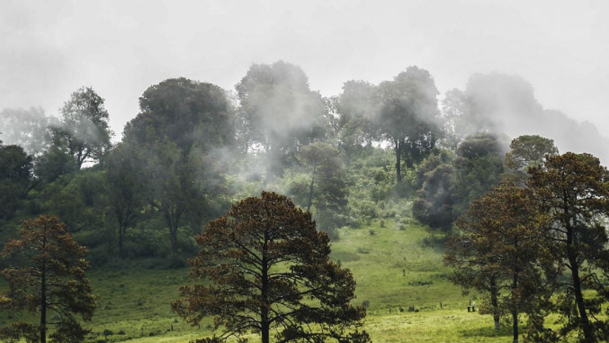 Campaña Publicitaria Para Cuidar Los Bosques Telegraph 8231