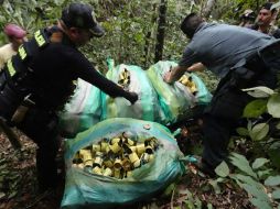 A pesar de los esfuerzos para retirar las minas antipersona, en regiones de Colombia aún persiste la amenaza. EFE / ARCHIVO