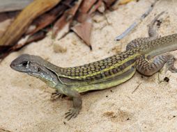 Estos reptiles habitan en zonas semi-áridas con poca lluvia. EFE / ARCHIVO