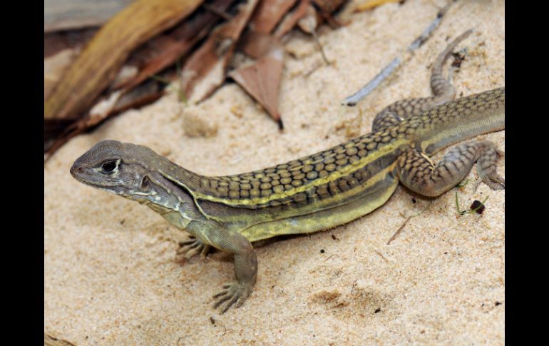 Estos reptiles habitan en zonas semi-áridas con poca lluvia. EFE / ARCHIVO