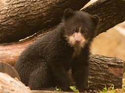 Los osos andinos son conocidos como Ukumari o Ukuku en quechua y Hukumari o en aymara y se dice que protegen a los viajeros. ESPECIAL / nationalzoo.si.edu