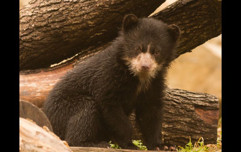 Los osos andinos son conocidos como Ukumari o Ukuku en quechua y Hukumari o en aymara y se dice que protegen a los viajeros. ESPECIAL / nationalzoo.si.edu