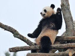 Guan caminaba por la localidad de Liziba cuando un oso panda gigante procedente de una reserva natural se le acercó y mordió su pierna. AFP / ARCHIVO