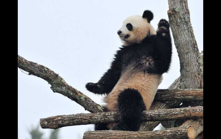 Guan caminaba por la localidad de Liziba cuando un oso panda gigante procedente de una reserva natural se le acercó y mordió su pierna. AFP / ARCHIVO