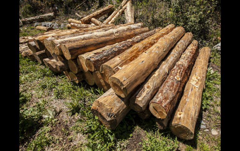 Jalisco produce alrededor de 300 mil metros cúbicos de madera. EL INFORMADOR / ARCHIVO