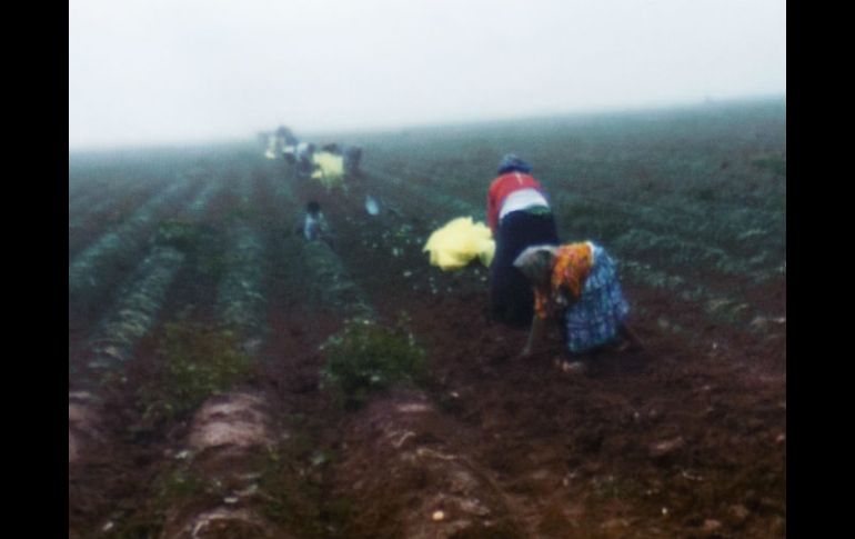 Recientemente la STPS liberó a 200 jornaleros indígenas tarahumaras que eran explotados en Baja California Sur.  /