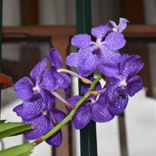 Tapatíos reciben la primavera con festival de orquídeas