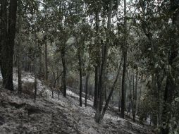 La Coordinación Gereral de Ecología y Conafor relizar labores para la protección, conservación y restauración de la cubierta vegetal. EL INFORMADOR / ARCHIVO