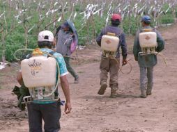 Navarrete Prida dice que en las últimas semanas han rescatado a cerca de 400 trabajadores en condiciones de sobreexplotación. EL INFORMADOR / ARCHIVO