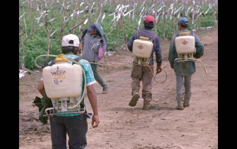 Navarrete Prida dice que en las últimas semanas han rescatado a cerca de 400 trabajadores en condiciones de sobreexplotación. EL INFORMADOR / ARCHIVO