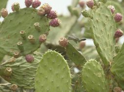 El proyecto da un nuevo uso al nopal. EL INFORMADOR / ARCHIVO