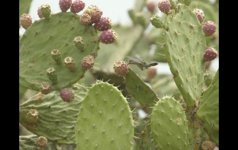 El proyecto da un nuevo uso al nopal. EL INFORMADOR / ARCHIVO