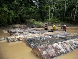 En el río Putaya, los troncos recién cortados flotan acompañados por tres hombres en una canoa. AP / M. Mejía