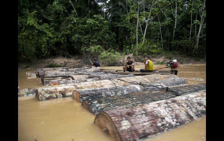 En el río Putaya, los troncos recién cortados flotan acompañados por tres hombres en una canoa. AP / M. Mejía