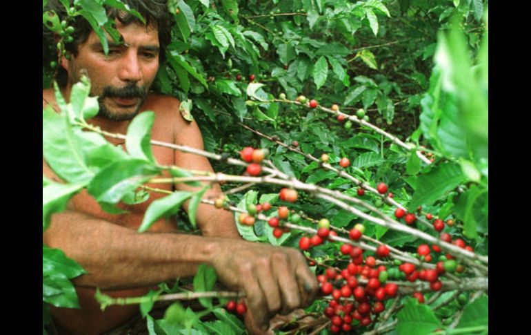 Para la sustentabilidad de los cafetos se introducen prácticas de conservación de suelos y agua. EL INFORMADOR / ARCHIVO