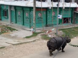 Agentes forestales forzaron al animal a regresar a la jungla. AFP / ARCHIVO