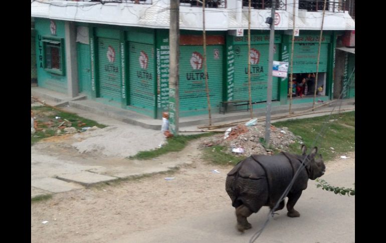 Agentes forestales forzaron al animal a regresar a la jungla. AFP / ARCHIVO