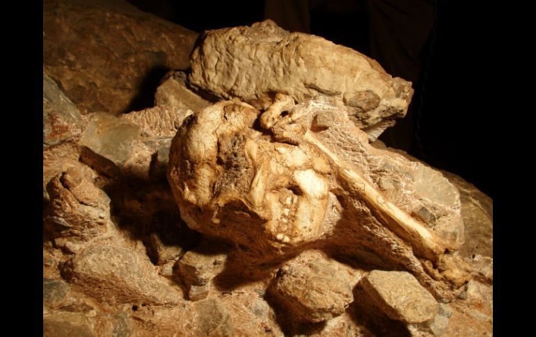 La datación se dio gracias a los minerales de la cueva donde fue hallado. AFP / L. Bruxelles