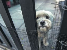 Cuidado. Los 'secuestros' de mascotas han proliferado en la ciudad. EL INFORMADOR / F. Atilano