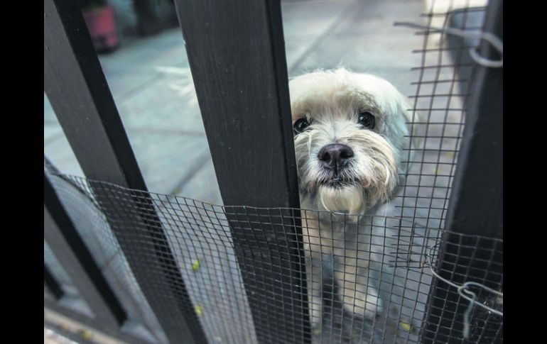 Cuidado. Los 'secuestros' de mascotas han proliferado en la ciudad. EL INFORMADOR / F. Atilano